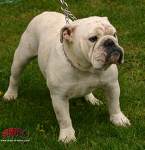 bulldog