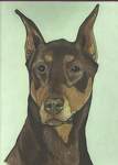 doberman