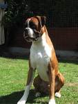 boxer